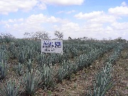 agave azzurra utilizzata per la produzione di tequila