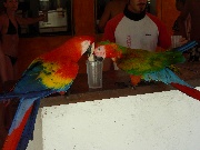 Due pappagalli bevono l'acqua da un bichiere