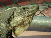 Testa di un'iguana