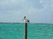 Pelicano su un palo in mare