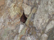 Pipistrello in un passaggio di una piramide