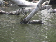 tartaruga di fiume