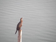 Un uccello sul lago di Flores