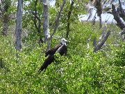 Uccello fotografato all'isola Contoy