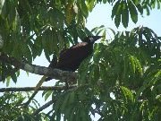 Un uccello sul ramo di un albero